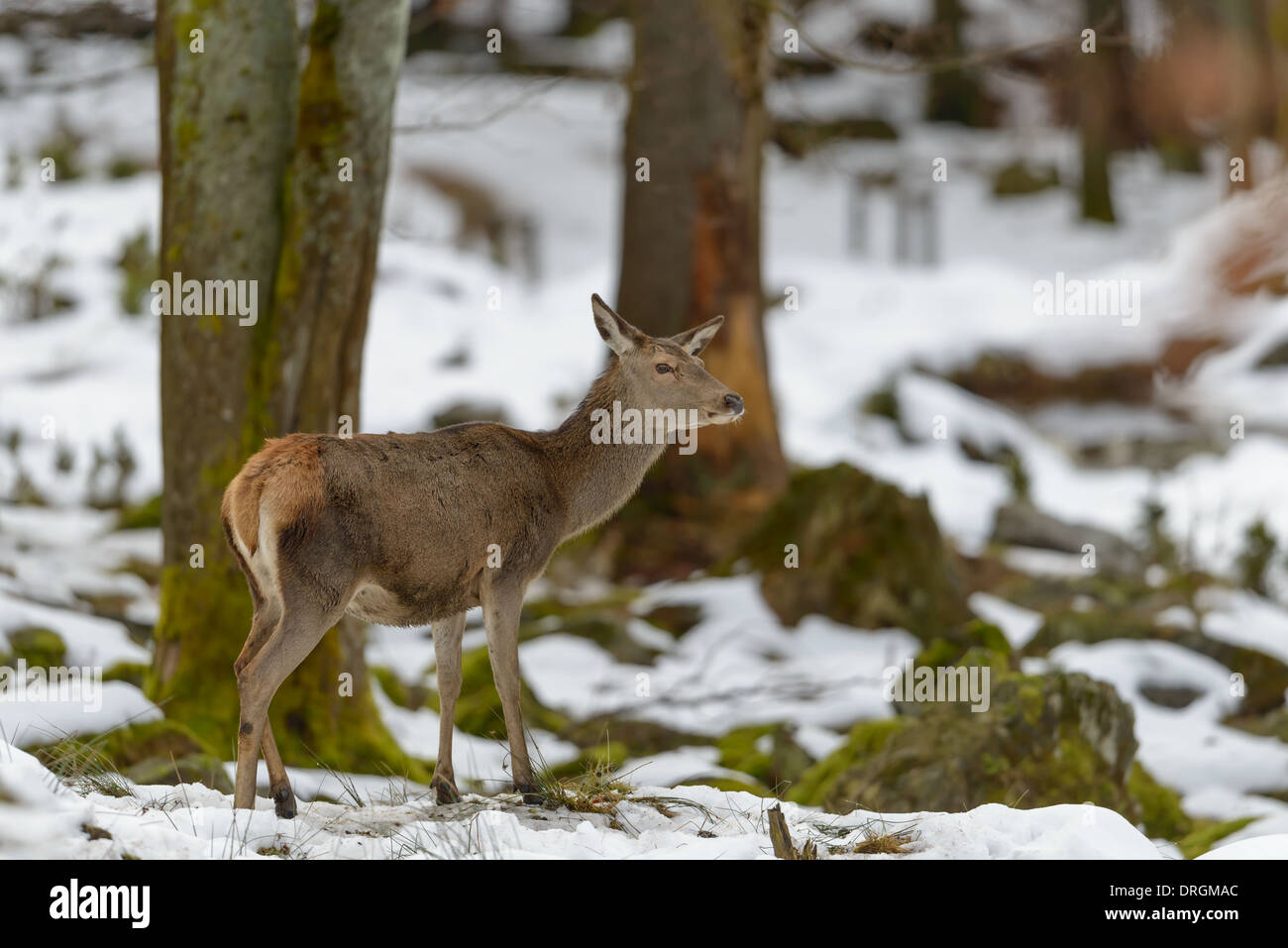 Hirschkuh Rothirsch, Cervus elaphus, female red deer Stock Photo