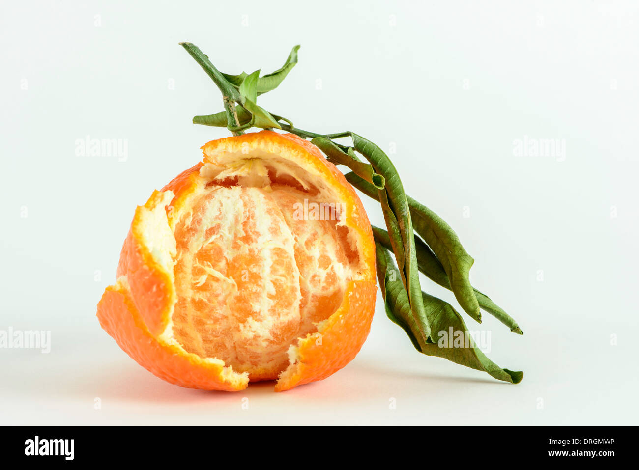 Satsuma with leaves, with peel opened Stock Photo Alamy