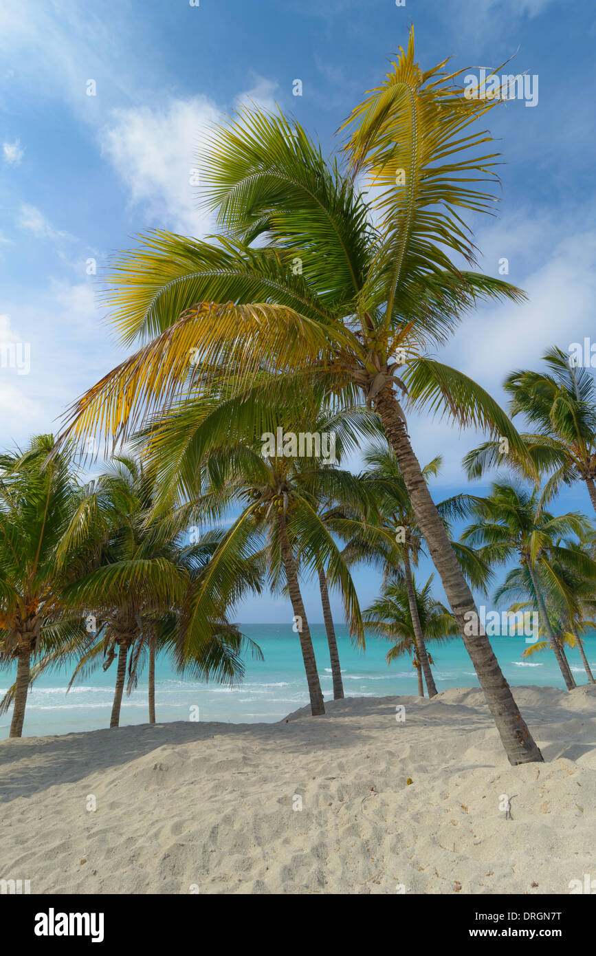 Karibik Strand mit Palmen, Caribbean beach with palms Stock Photo