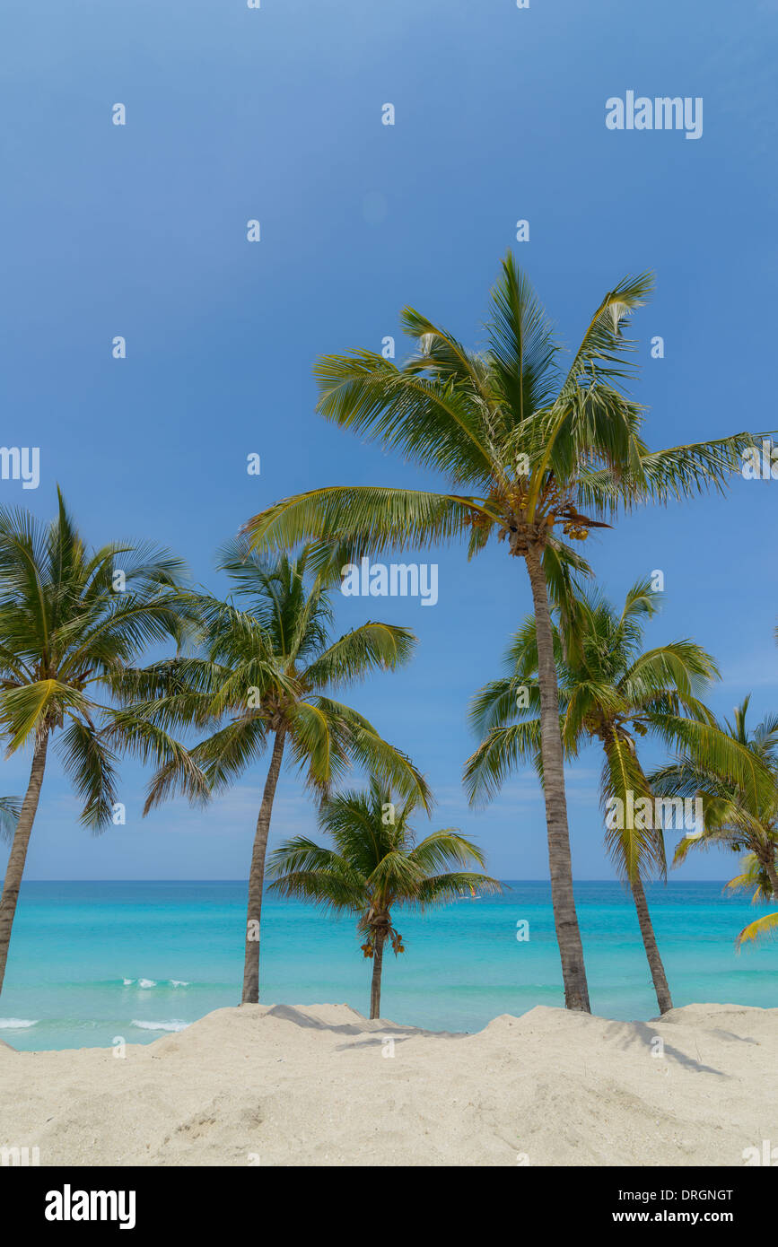 Karibik Strand mit Palmen, Caribbean beach with palms Stock Photo