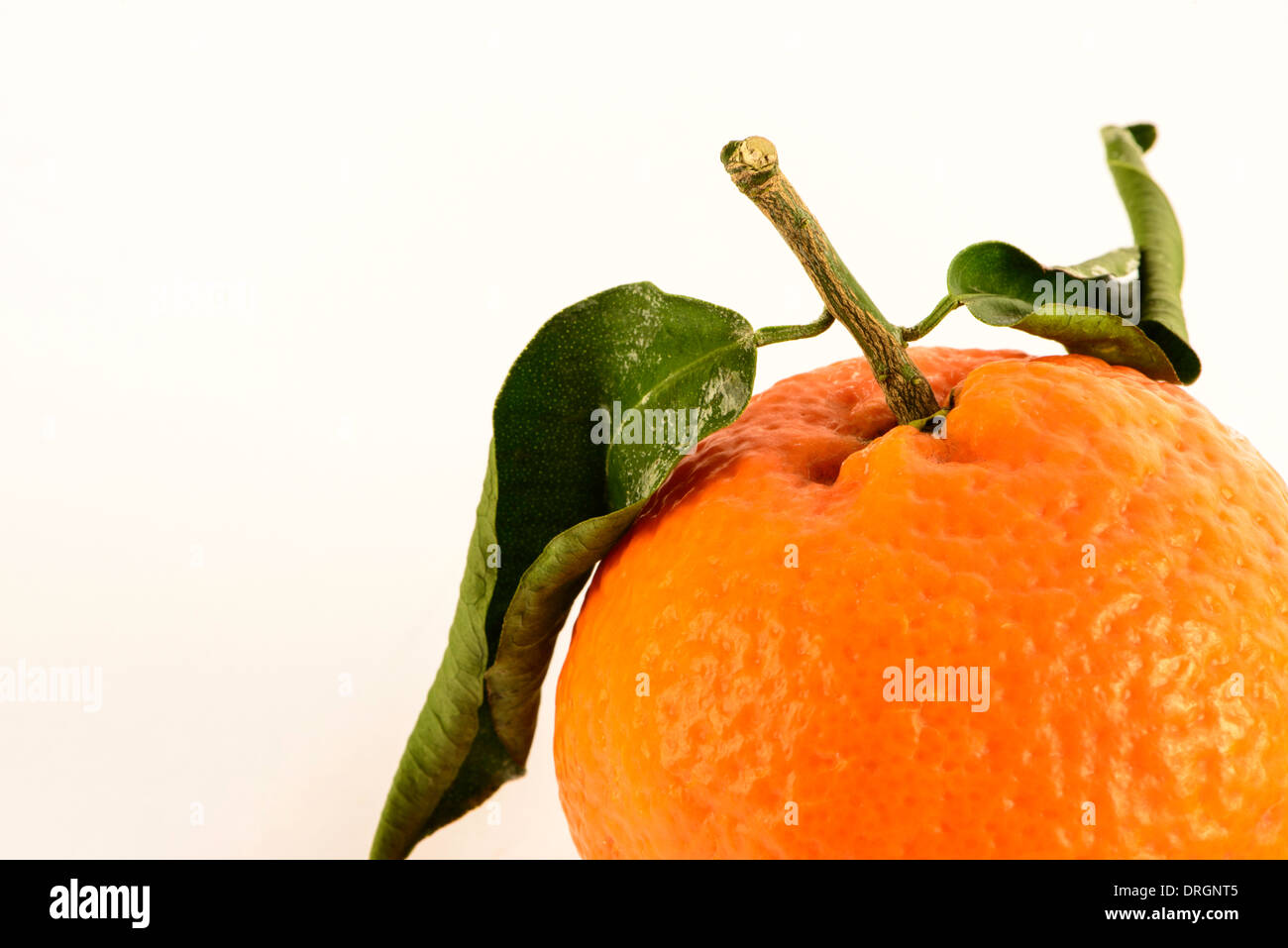 Satsuma with stalk and two leaves up close. Satsuma in bottom right of