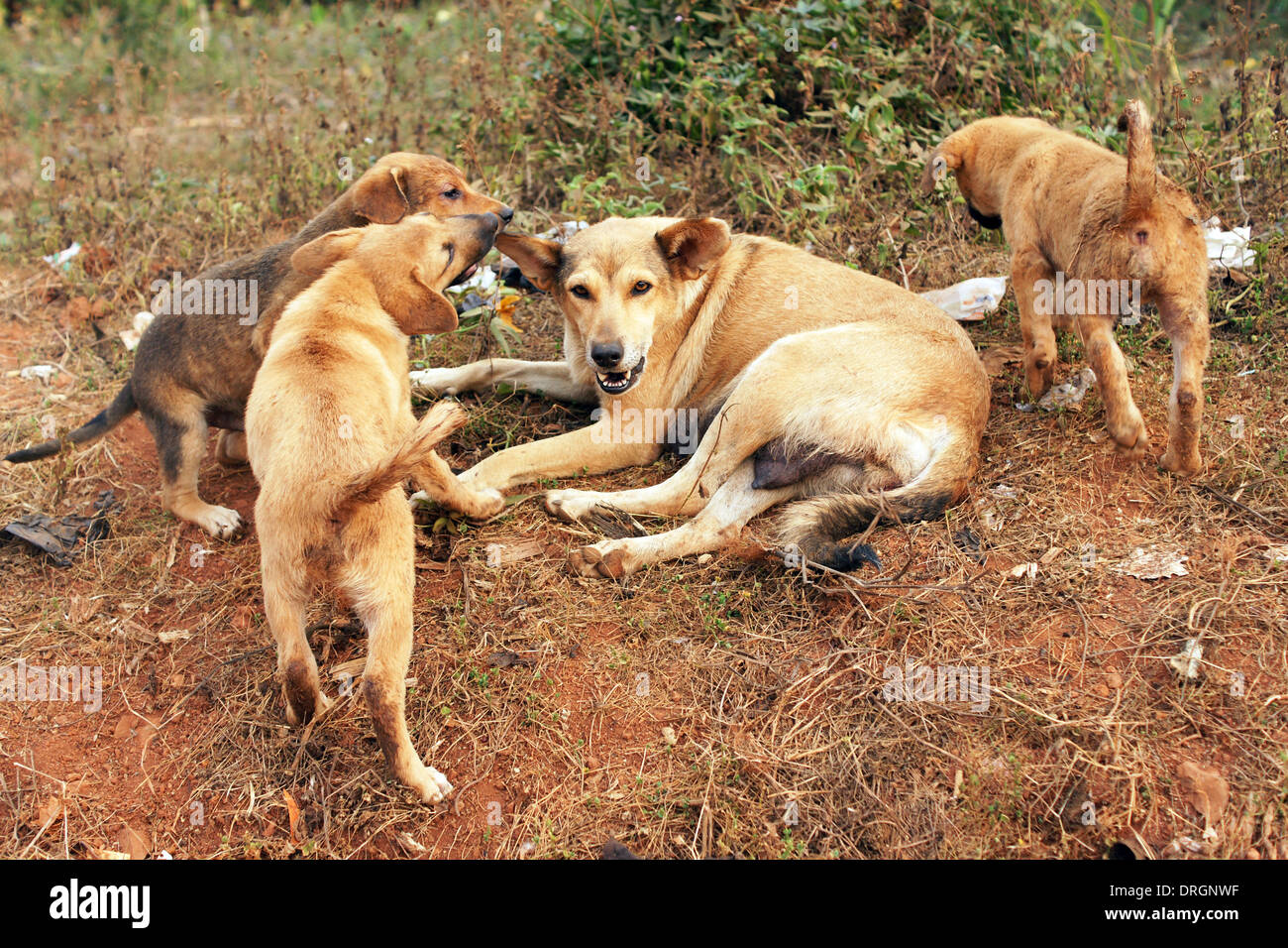 Stray mother dog with big pups in Africa Stock Photo