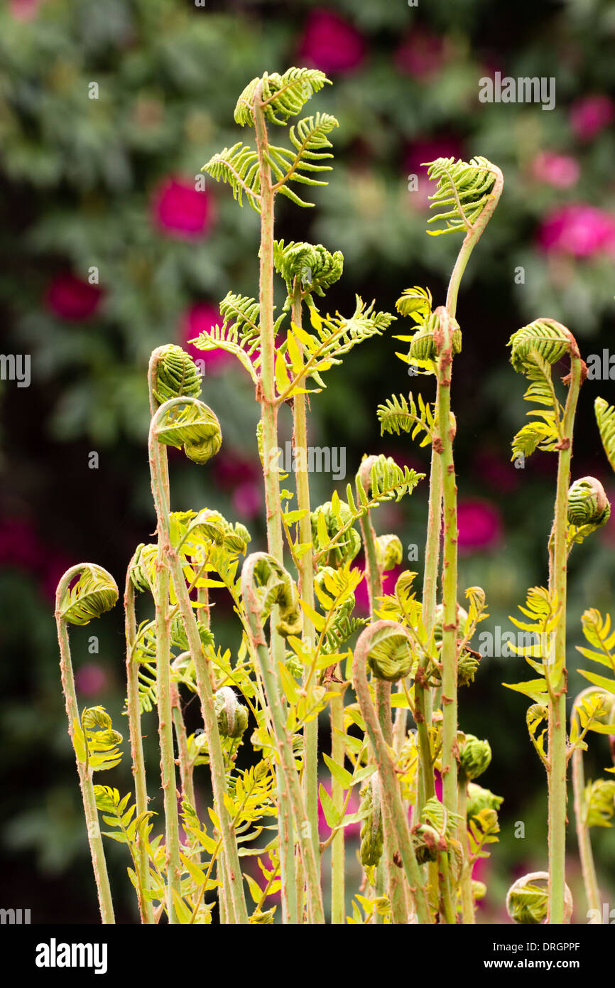Young fronds of royal fern, Osmunda regalis, unfolding in spring Stock Photo