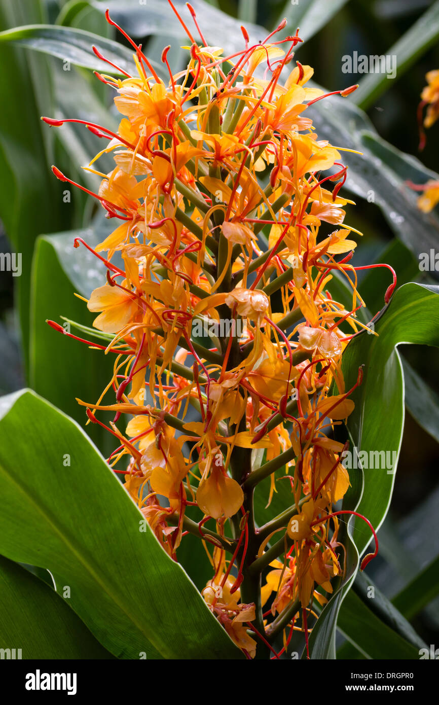 Flower of a ginger lily, Hedychium coccineum 'Tara' in a Devon garden