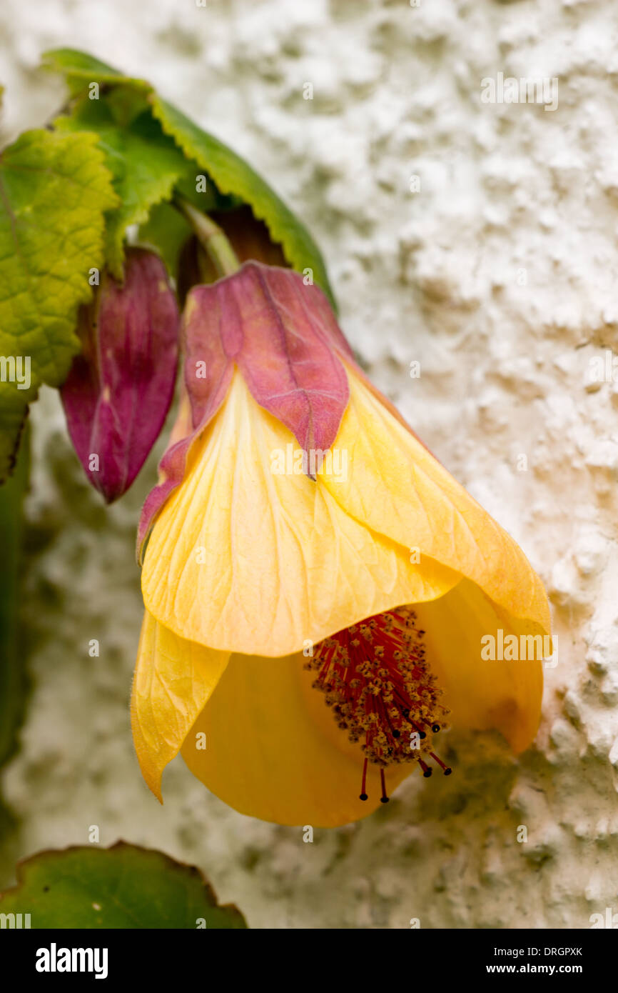Yellow bells of Abutilon 'Waltz' on the south wall of a private Plymouth garden Stock Photo