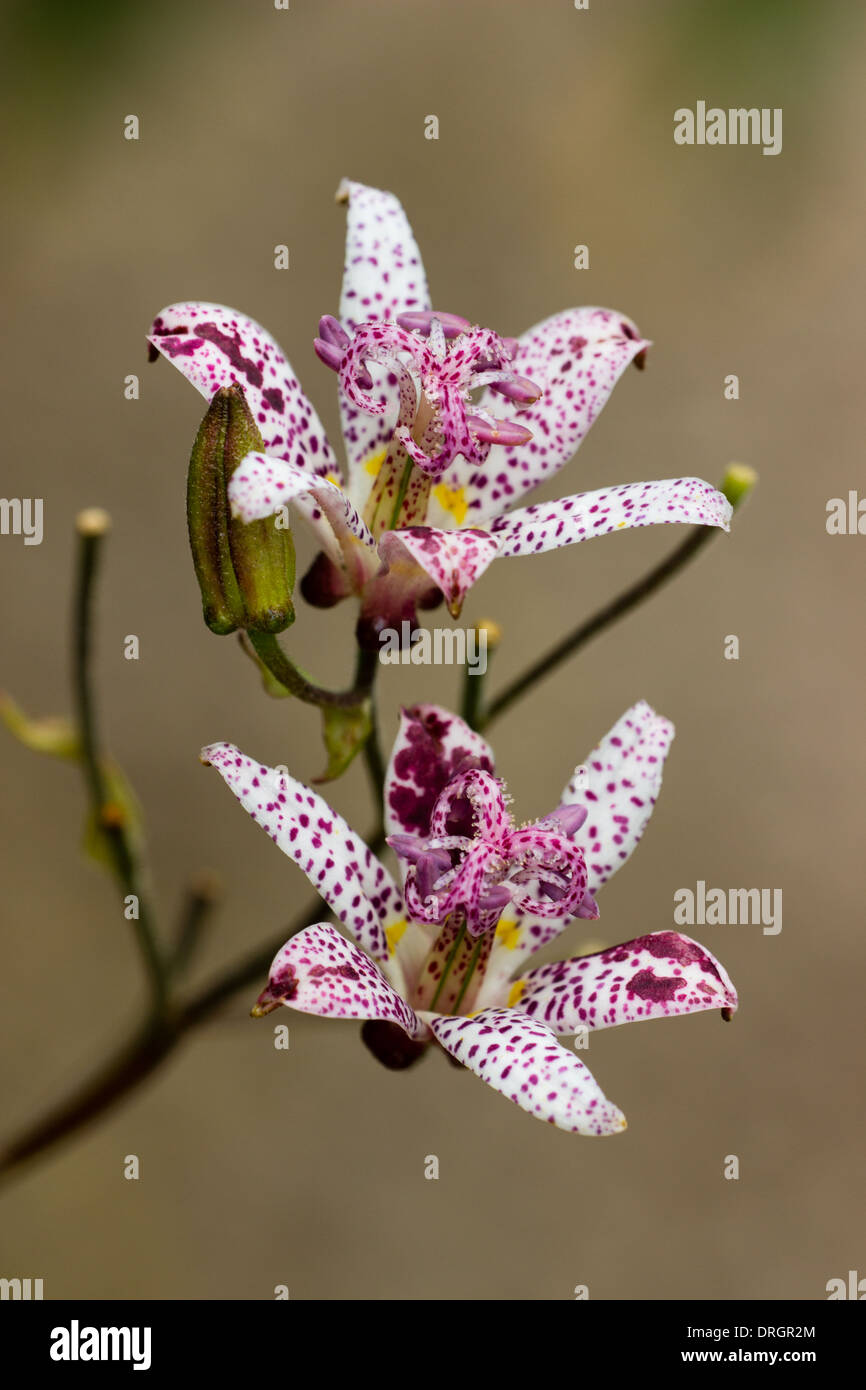 Close up of flowers of Tricyrtis hirta in a Cornish garden Stock Photo