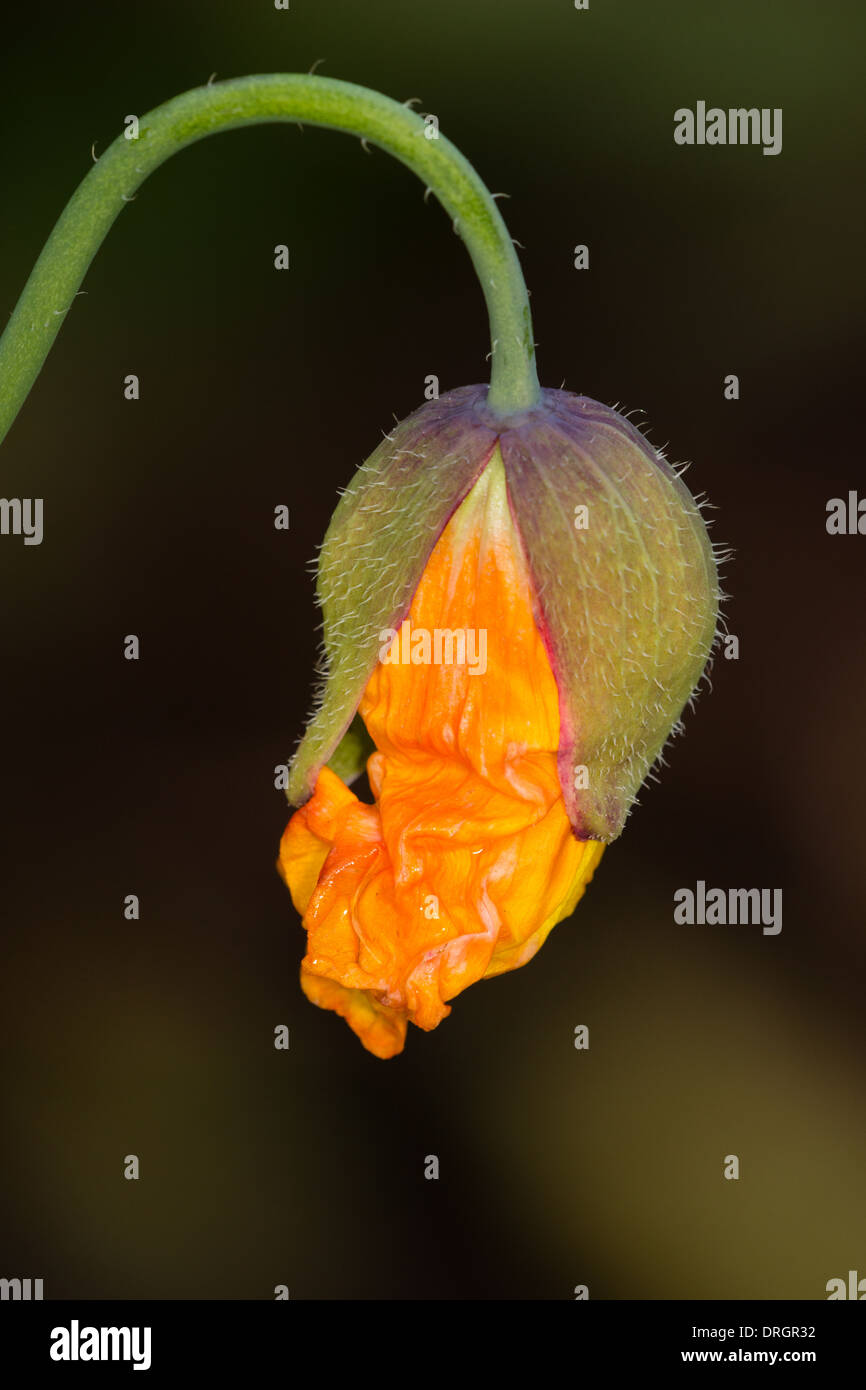 Crumpled petals in the opening bud of the welsh poppy, Papaver cambricum Stock Photo