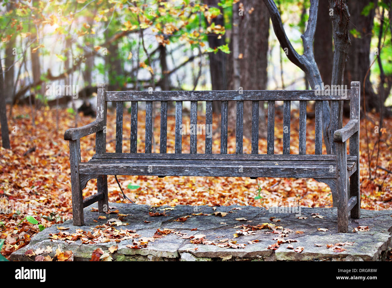 Old Wooden Bench in Arboretum park with autumn foliage and trees on  background Stock Photo - Alamy