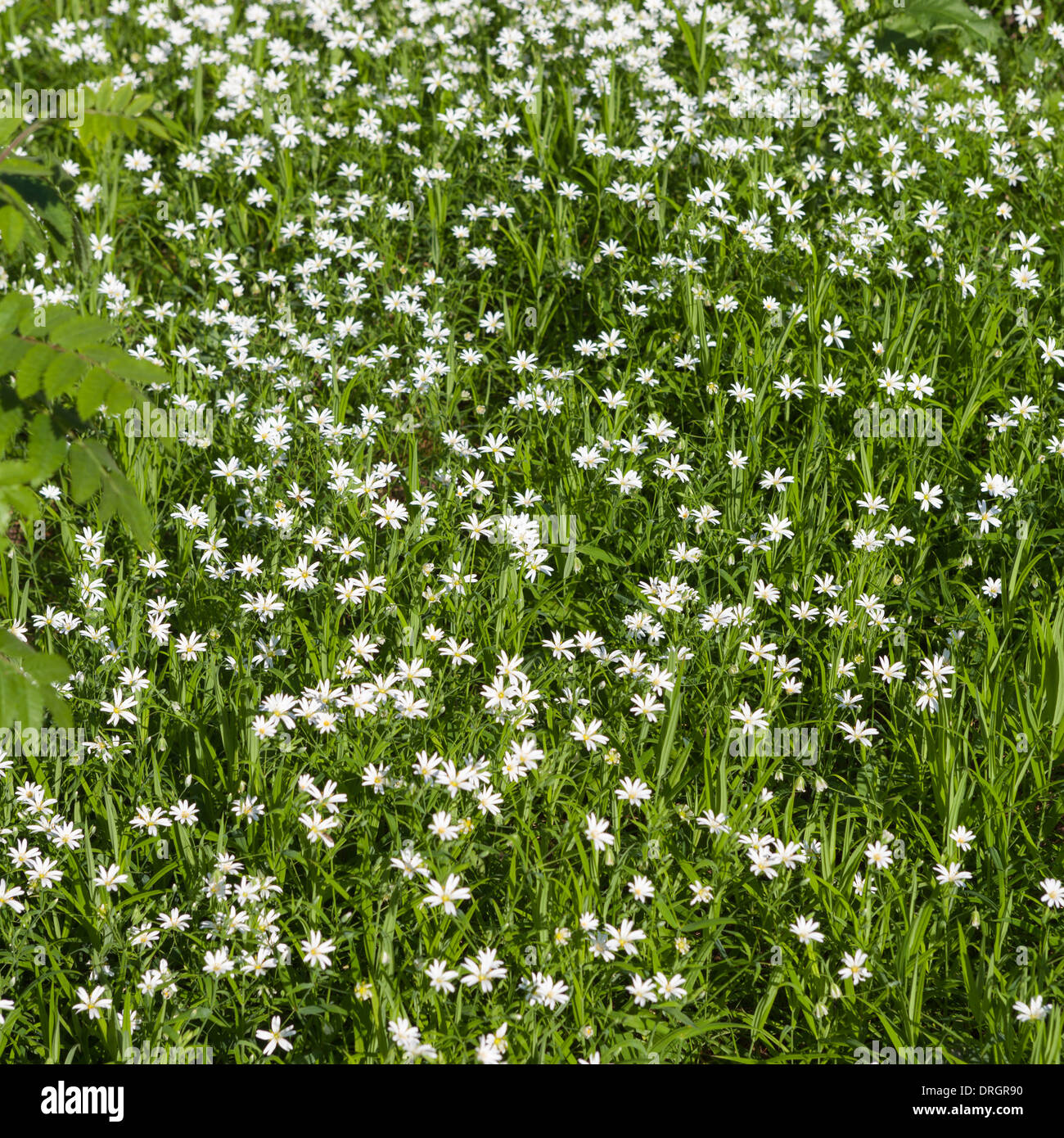 Greater stitchwort flower carpet in the spring Stock Photo