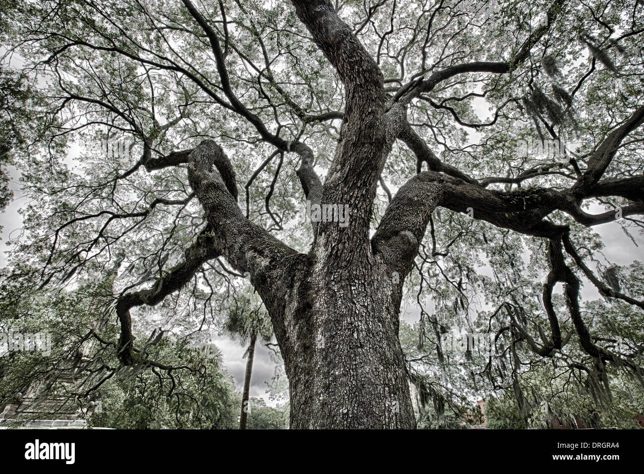 The famous live Southern Live Oaks covered in Spanish Moss growing in