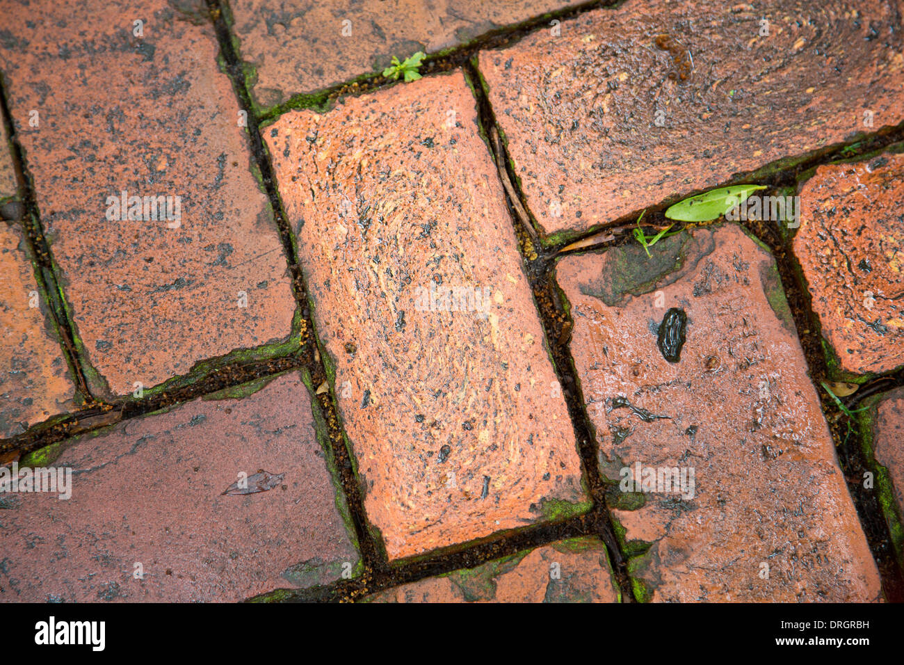 Detail of wet brick paving stones. Stock Photo