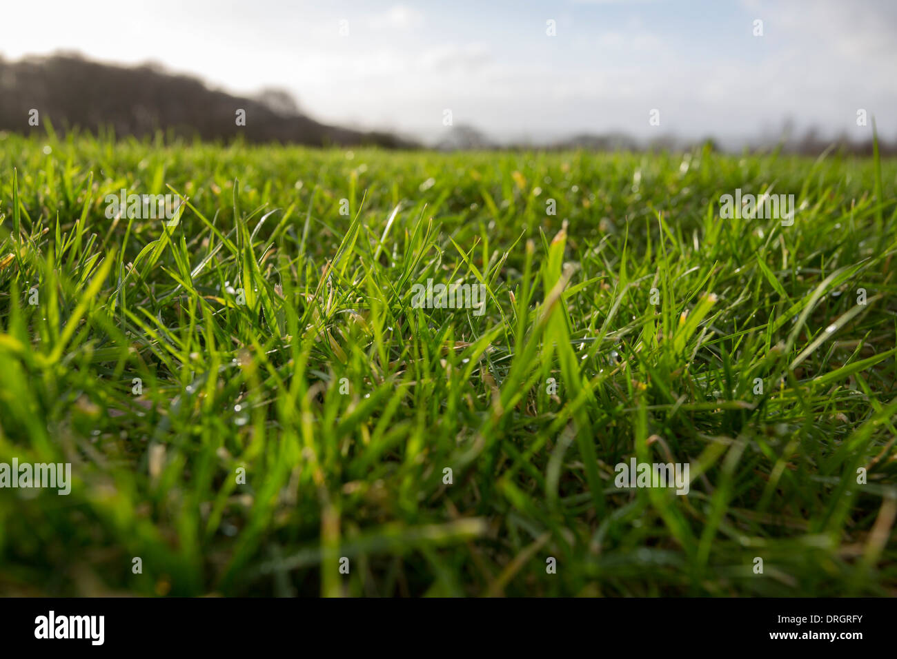 Macro photograph of leaf hi-res stock photography and images - Alamy