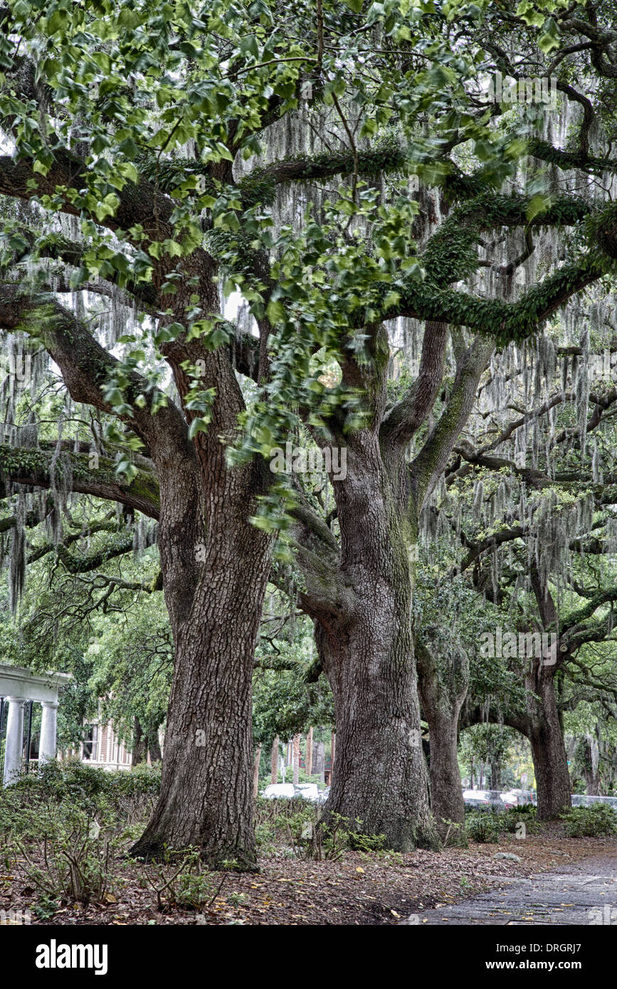 The famous live Southern Live Oaks covered in Spanish Moss growing in