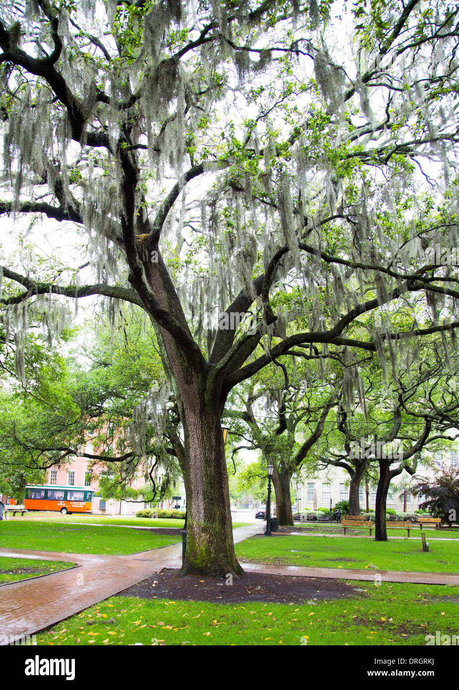The famous live Southern Live Oaks covered in Spanish Moss growing in