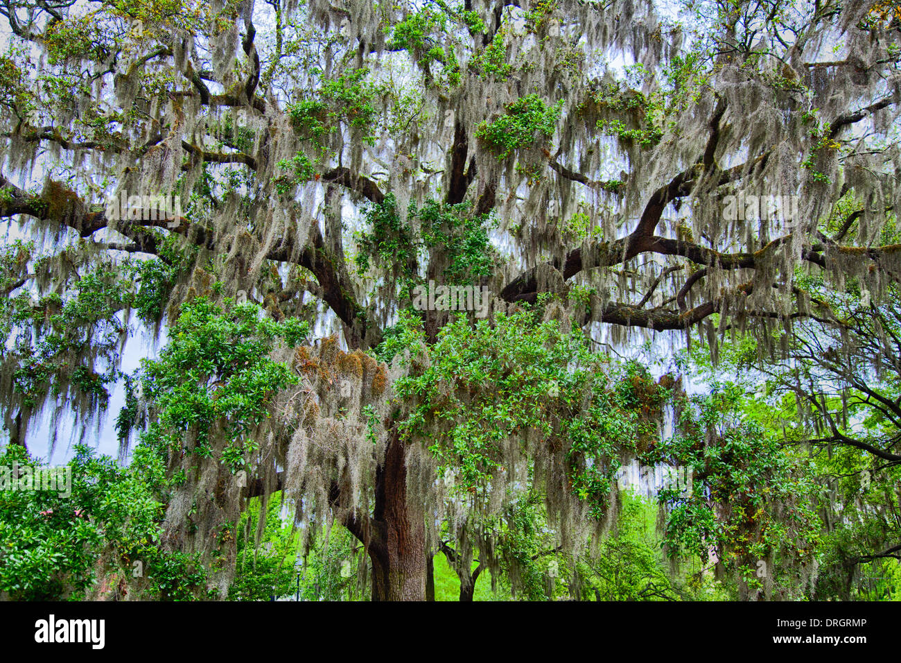 The famous live Southern Live Oaks covered in Spanish Moss growing in