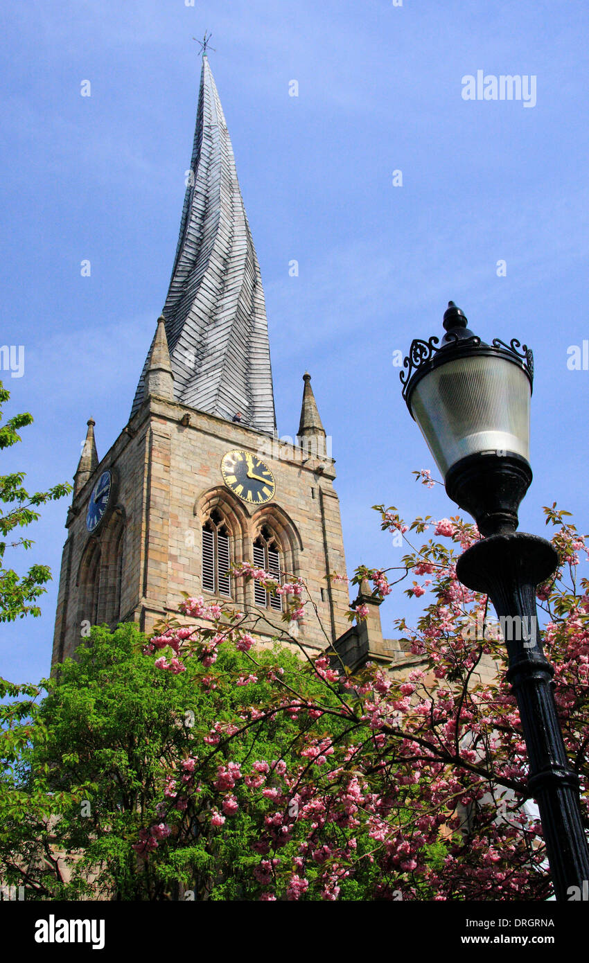 Springtime cherry blossom outside St Mary and All Saints Parish Church, or 'Crooked Spire', Chesterfield, Derbyshire, UK Stock Photo