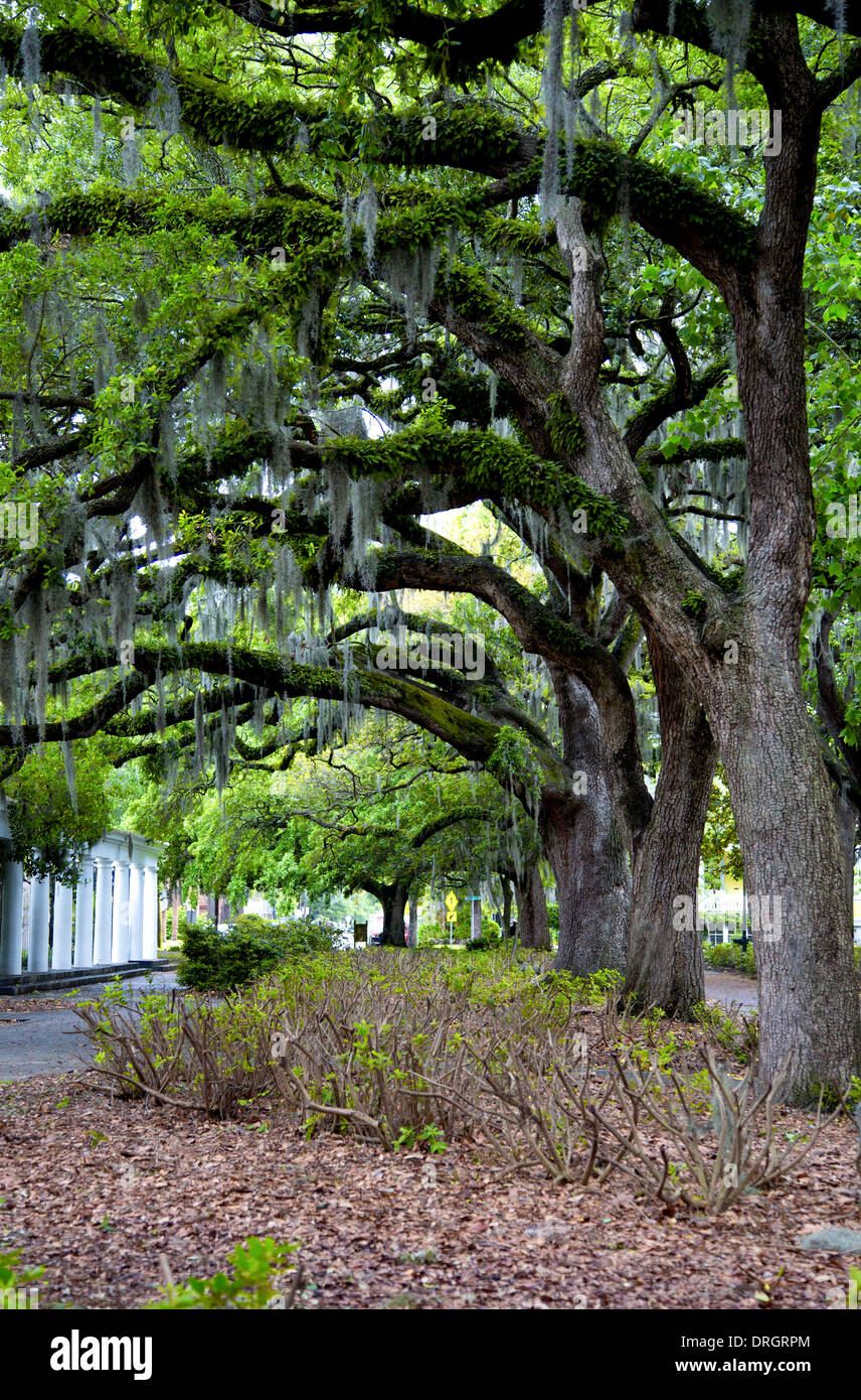 The famous live Southern Live Oaks covered in Spanish Moss growing in