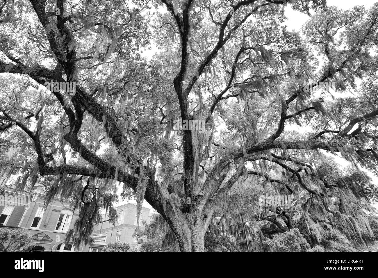 The famous live Southern Live Oaks covered in Spanish Moss growing in Savannah's historic squares. Savannah, Georgia Stock Photo