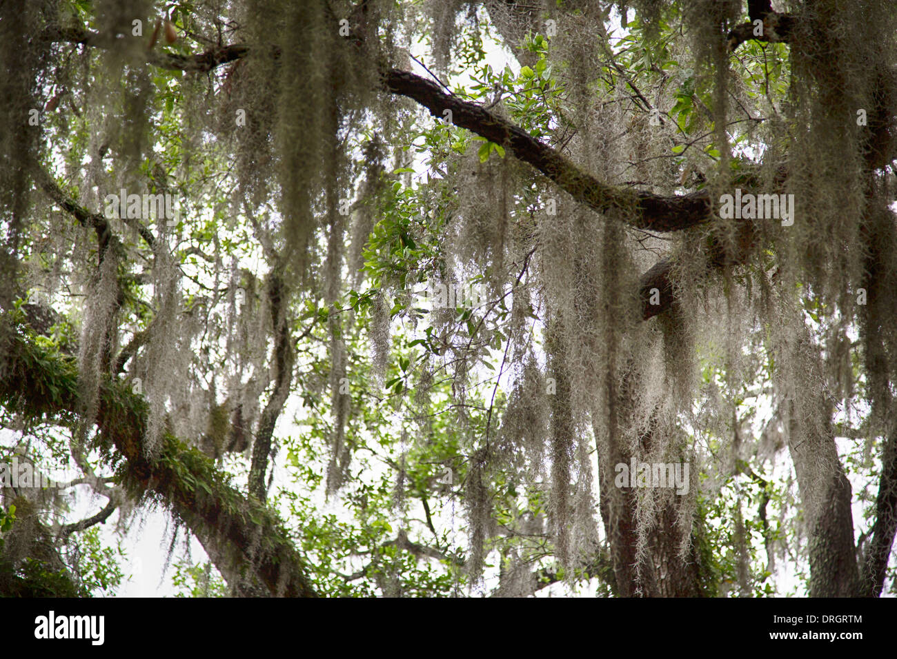 Spanish moss hires stock photography and images Alamy