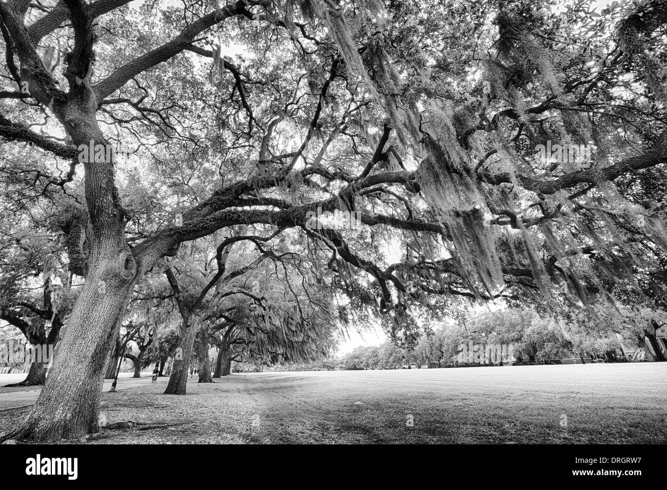 The famous live Southern Live Oaks covered in Spanish Moss growing in Savannah's historic squares. Savannah, Georgia Stock Photo