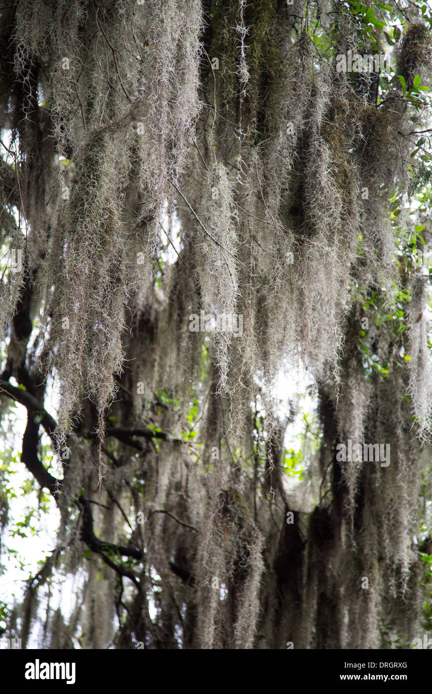 The famous spanish moss hanging on the oaks of Savannah's lovely
