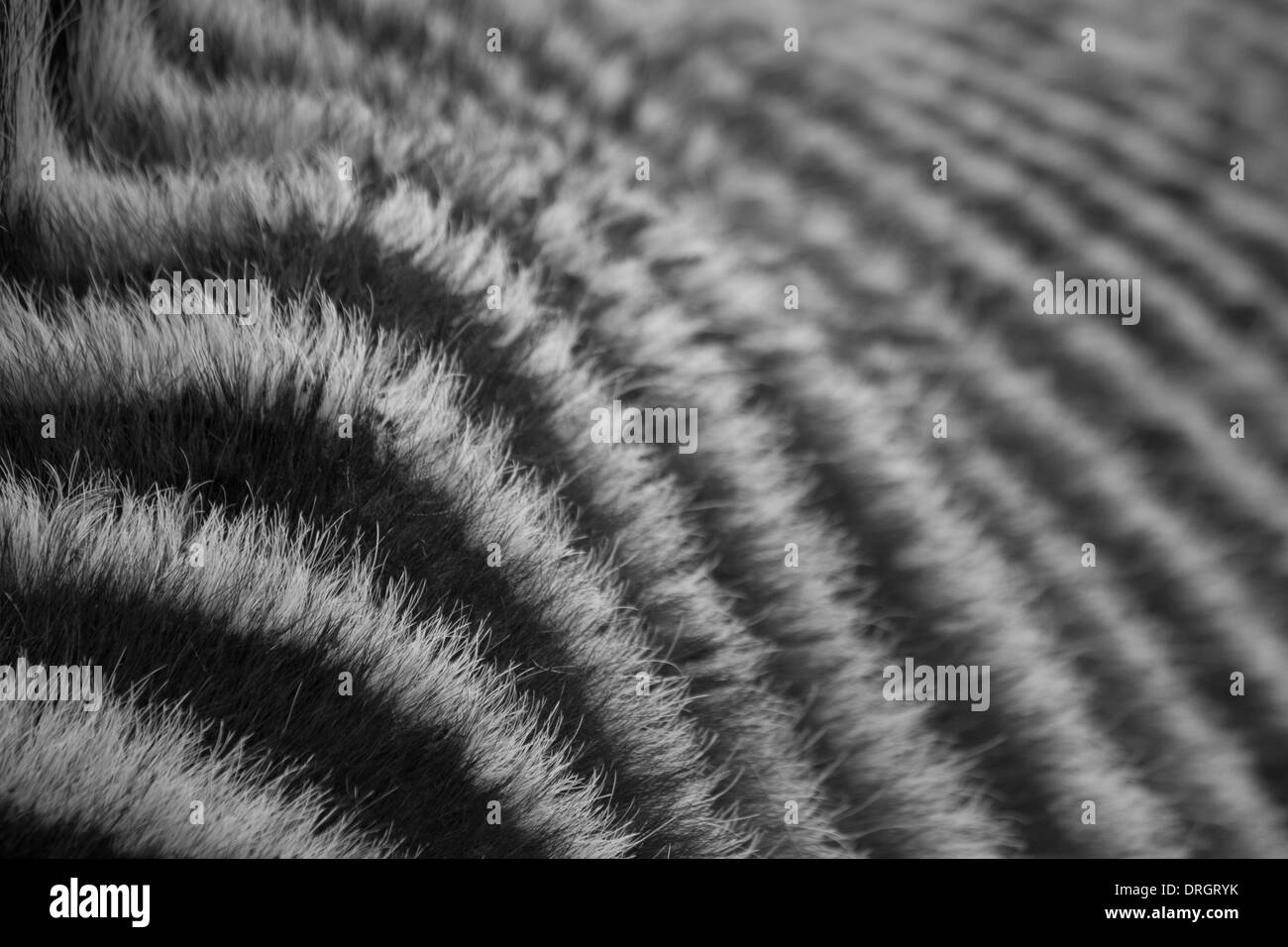 Zebra Stripes with reducing depth of field Stock Photo