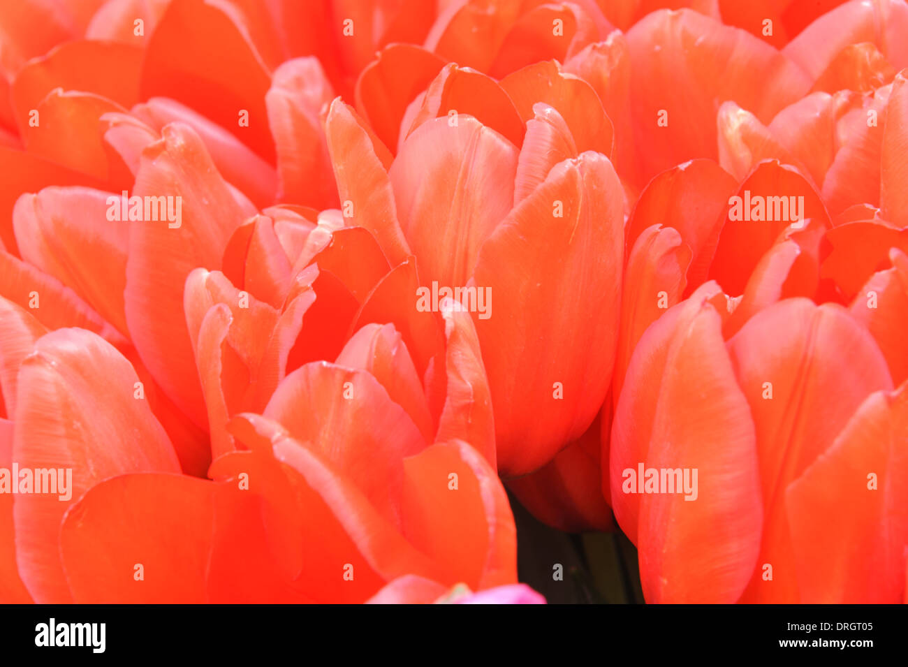 Vivid red pink tulip Turkish lale Stock Photo