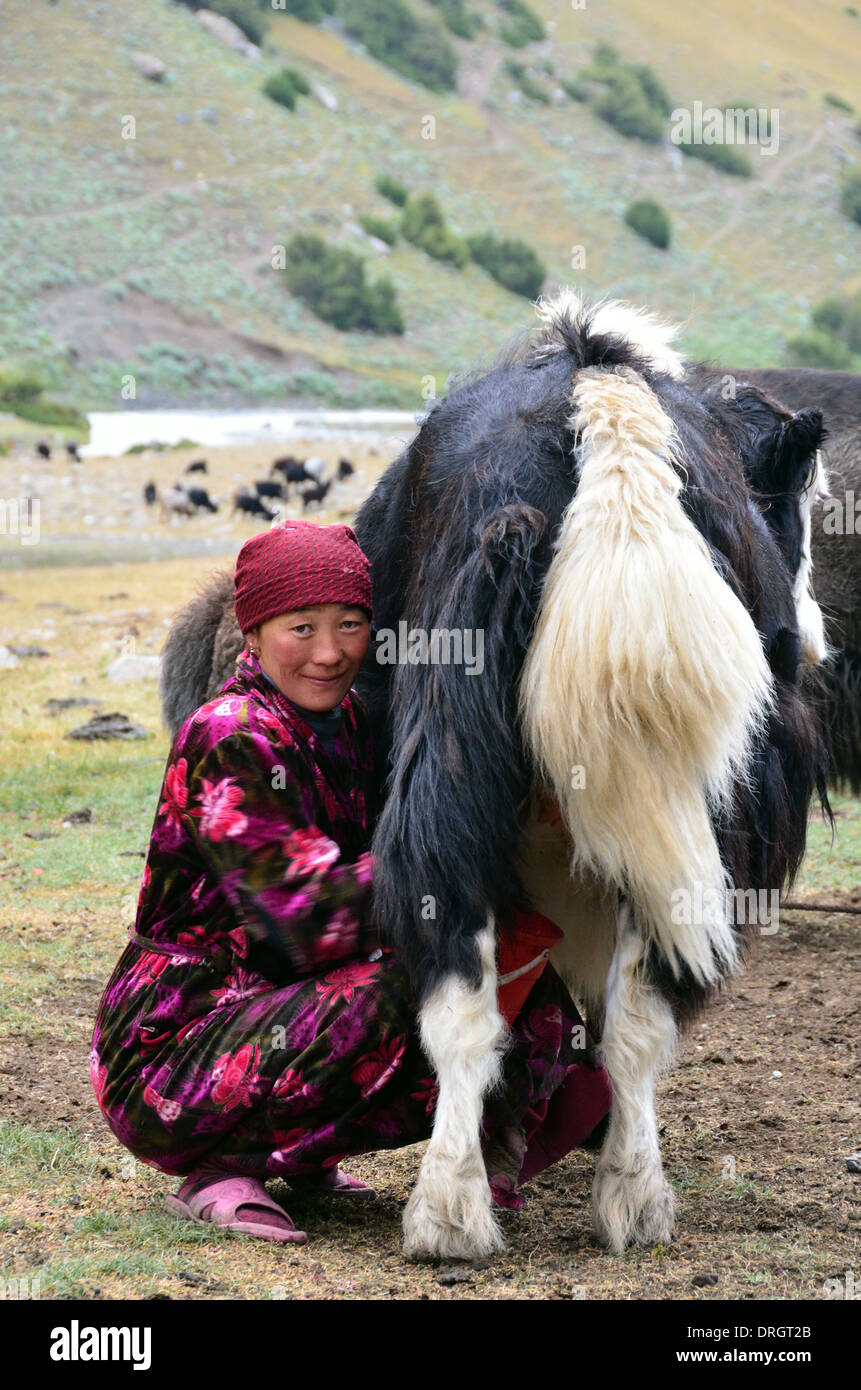 Kyrgyz woman milking a yak in the mountains of southern Kyrgyztan Stock Photo
