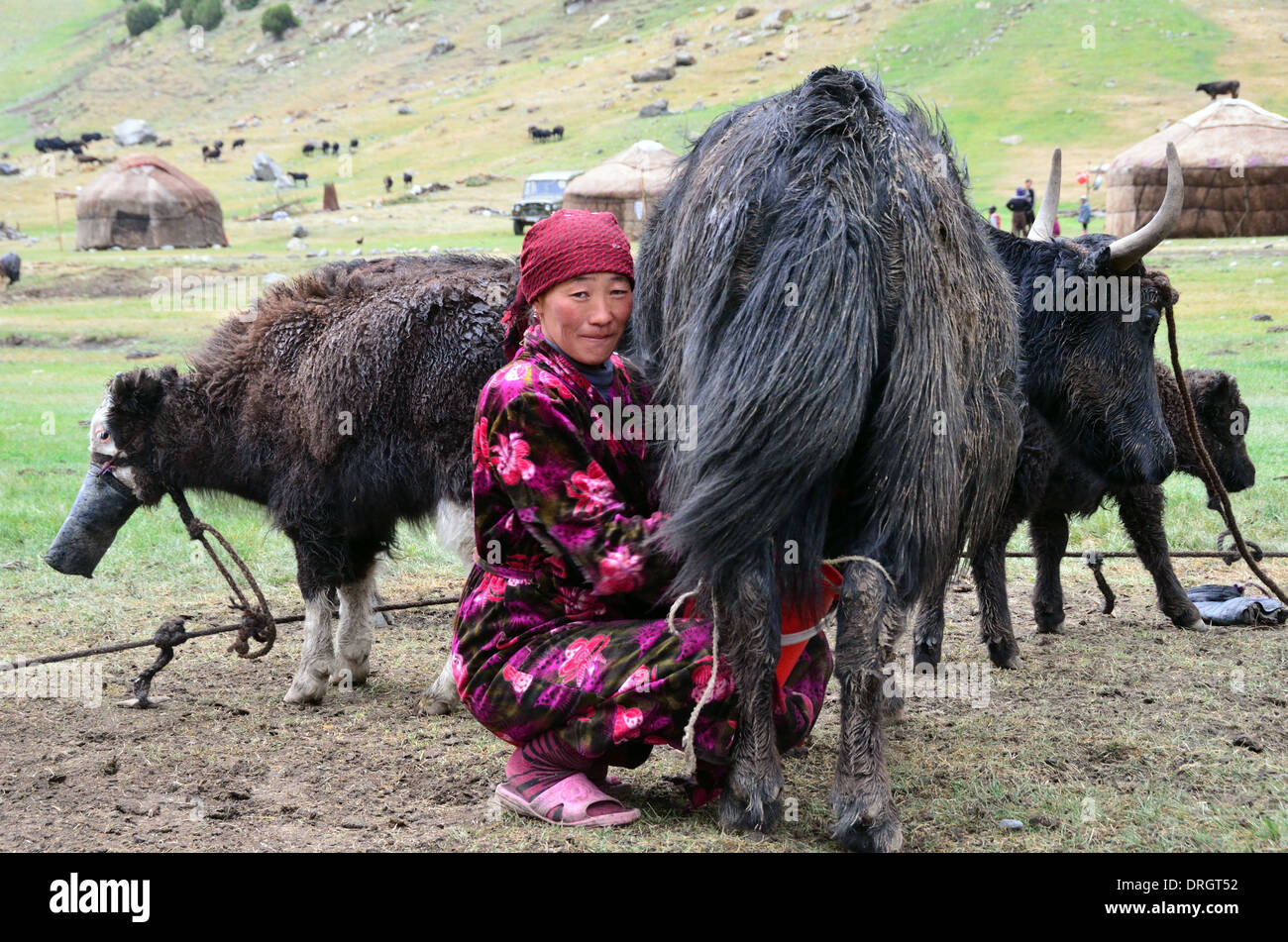 Kyrgyz woman milking a yak in the mountains of southern Kyrgyztan Stock Photo