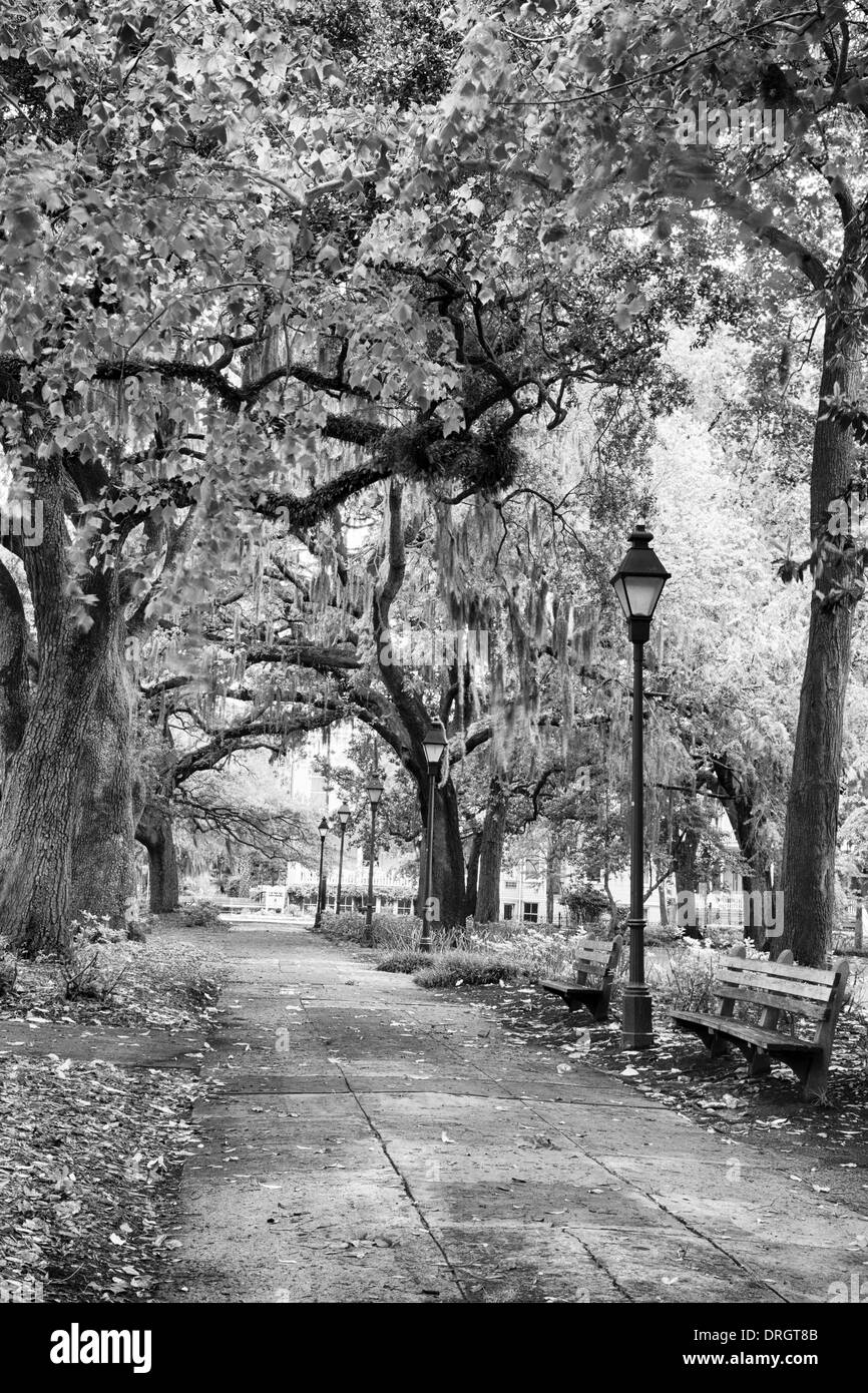 Savannah Georgia's, many parks are filled with huge Southern Live Oaks covered with spanish Moss. Beautiful after a rain. Stock Photo