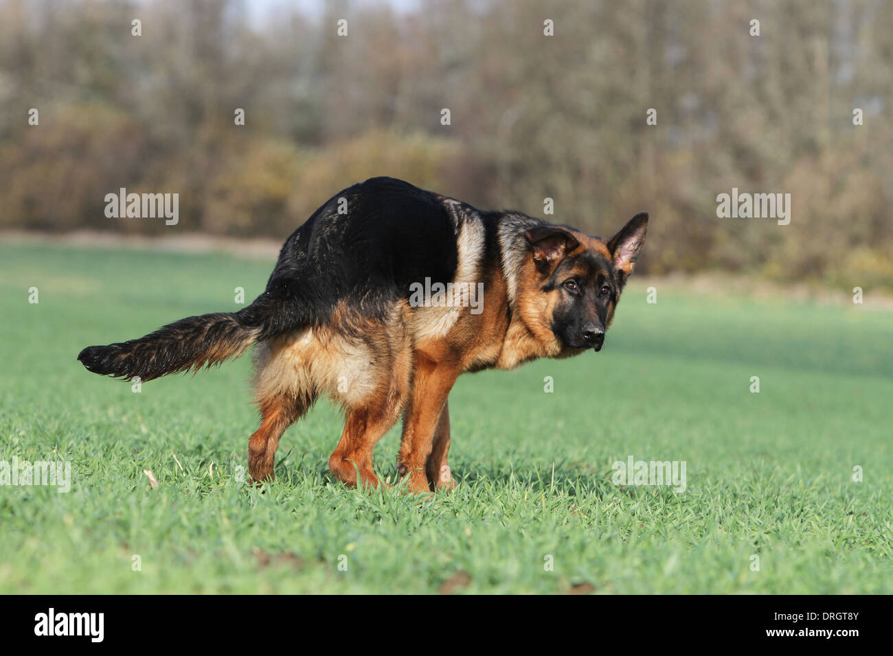 Dog German Shepherd Dog / Deutscher / adult pooping in Stock Photo - Alamy