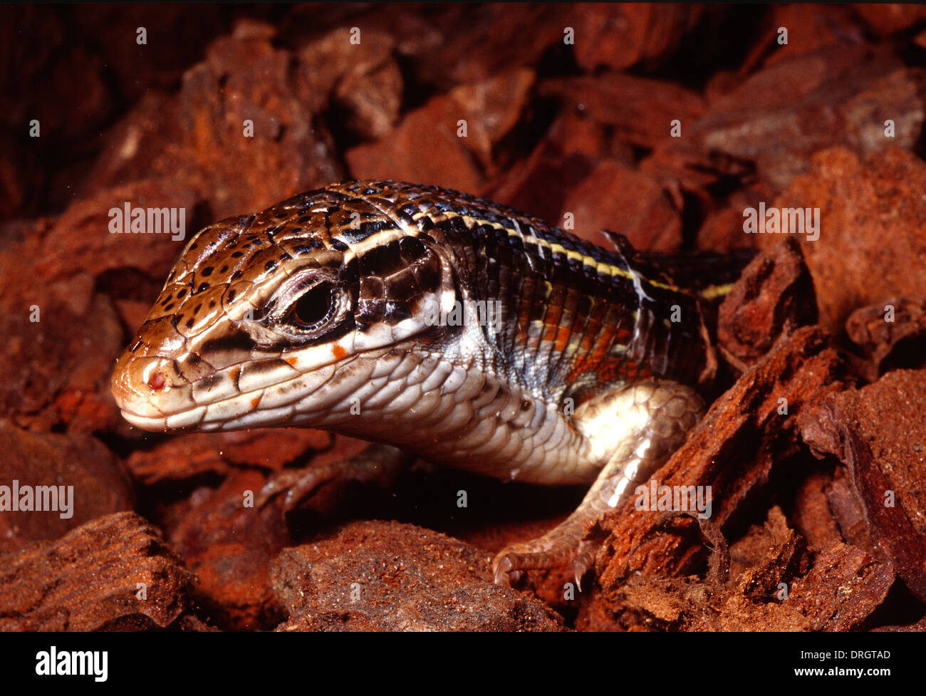 Black-lined Plated Lizard , Gerrhosaurus nigrolineatus, Africa, Gerrhosauridae, Roberto Nistri, horizontal lizards reptile repti Stock Photo