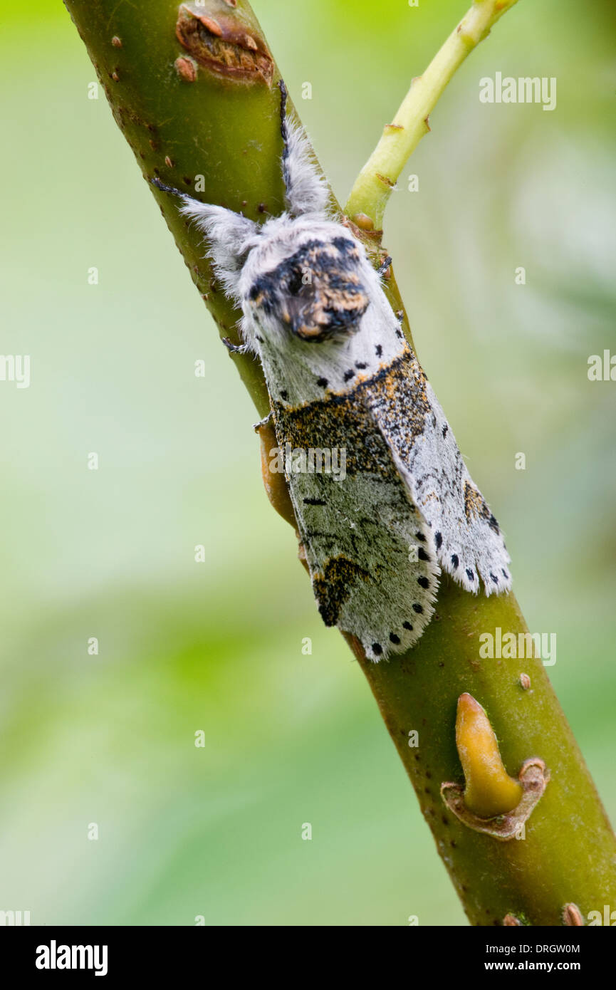 Swallow Prominent (Pheosia tremula) moth adult, resting on branch Preston Montford Shrewsbury Shropshire England Stock Photo