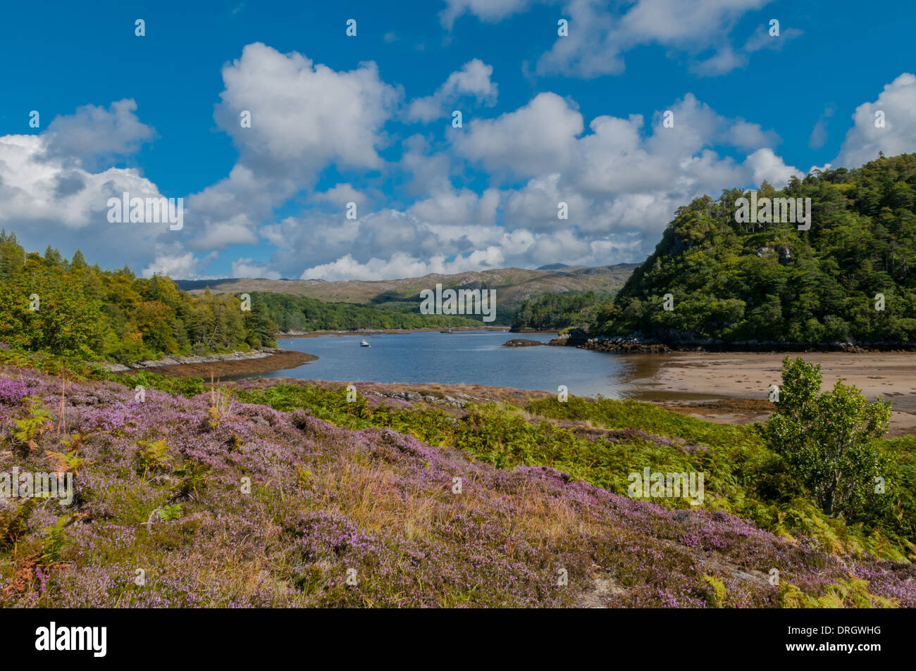 Heather (Culluna Vulgaris) in bloom beside Loch Moidart Dorlin by ...