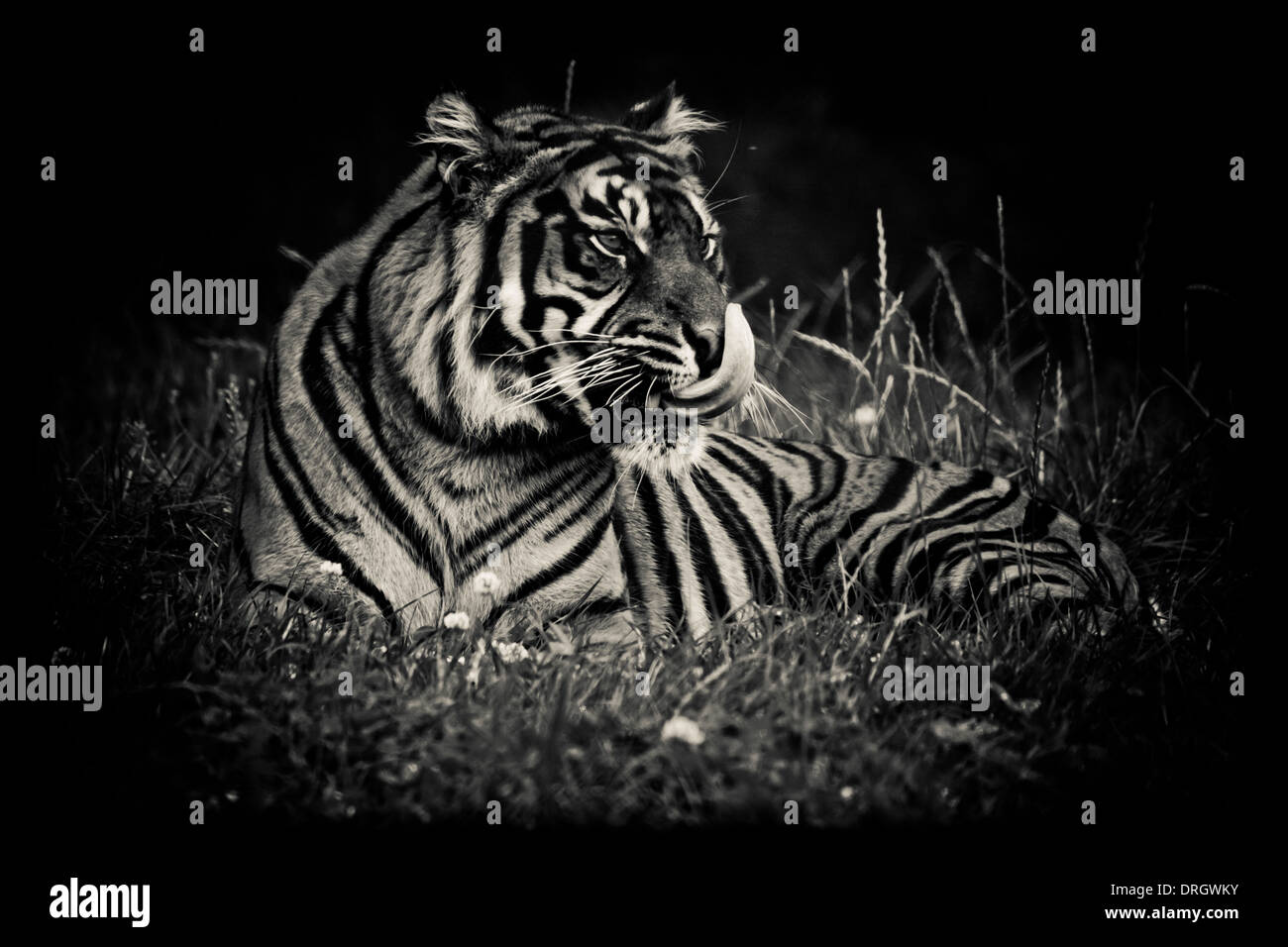 A tiger in the wild at a safari park, sitting waiting and watching Stock Photo