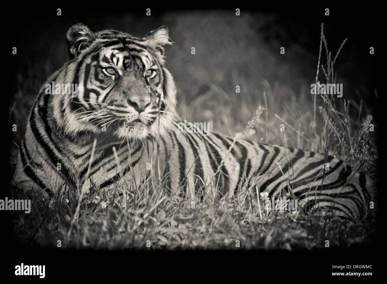 A tiger in the wild at a safari park, sitting waiting and watching Stock Photo