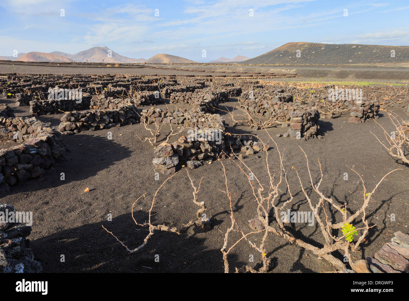 Vines growing in volcanic ash protected by semi-circular walls called zocos in vineyards of La Geri, Lanzarote Canary Islands Stock Photo