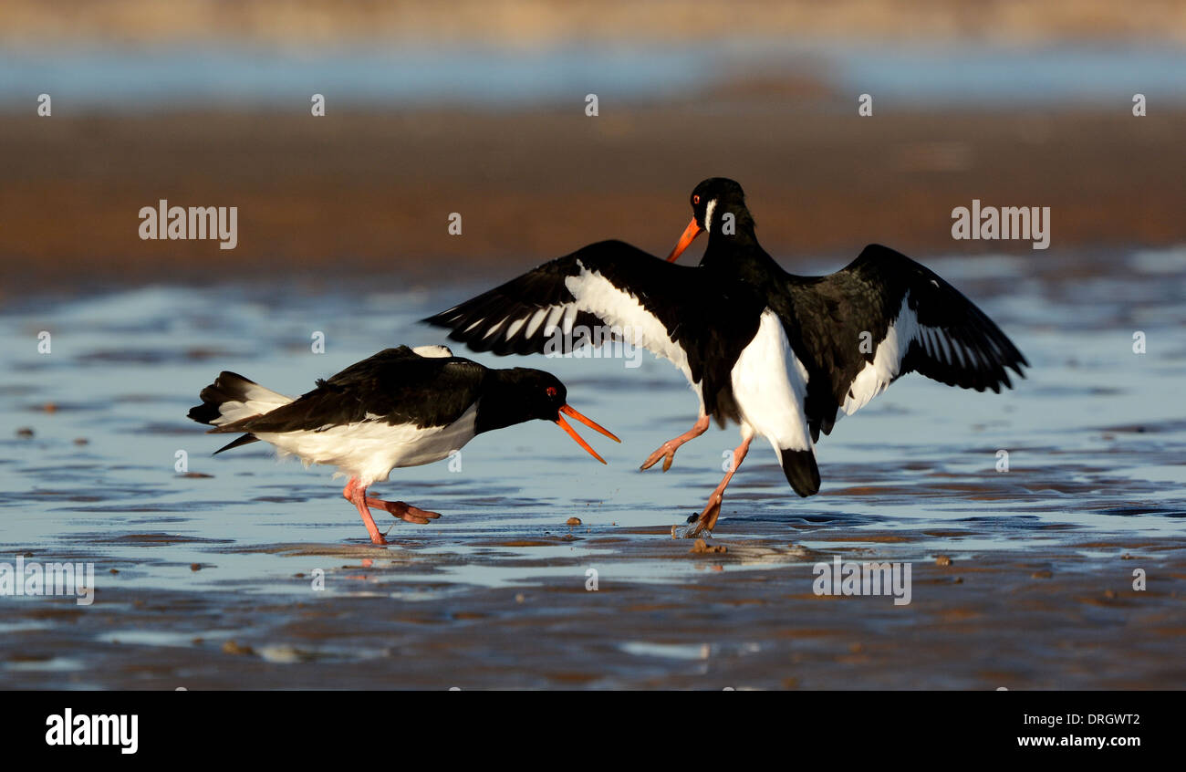 Oystercatchers fighting, Haematopus ostralegus, Oyster catcher, birds