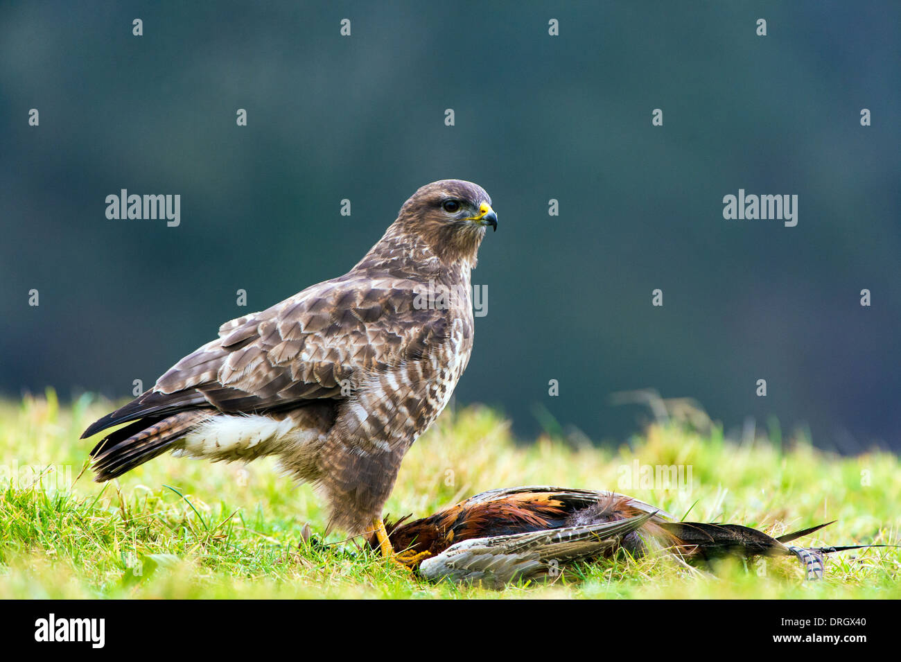 Common Buzzard Stock Photo