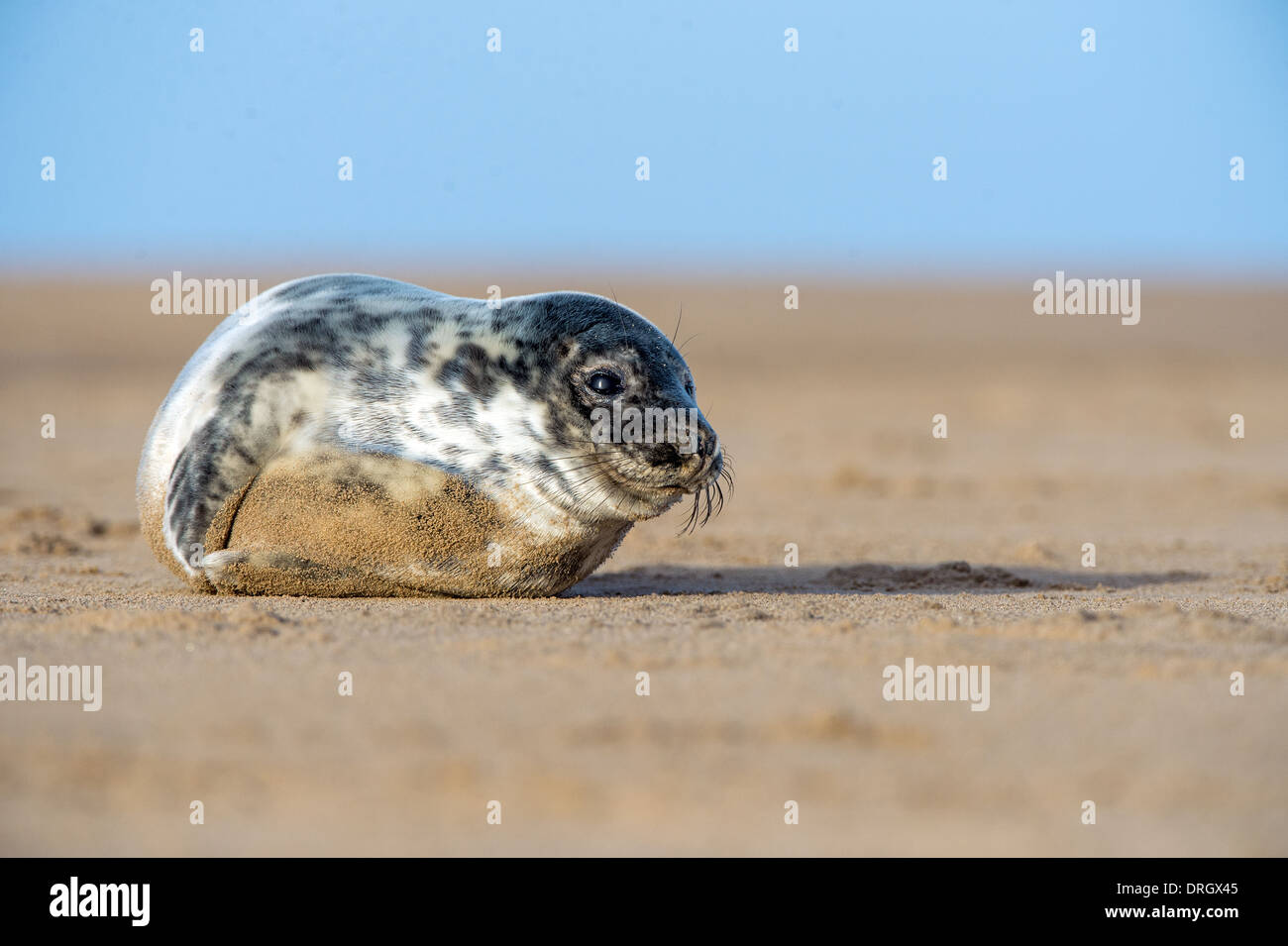 Atlantic Grey Seal Pup Stock Photo - Alamy