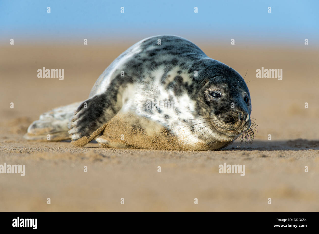 Atlantic Grey Seal Pup Stock Photo