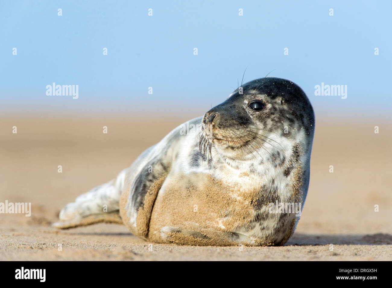 Atlantic Grey Seal Pup Stock Photo - Alamy