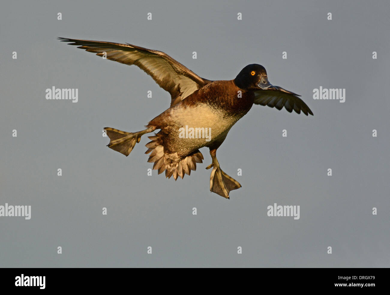Tufted Duck coming in to land (Aythya fuligula) Stock Photo
