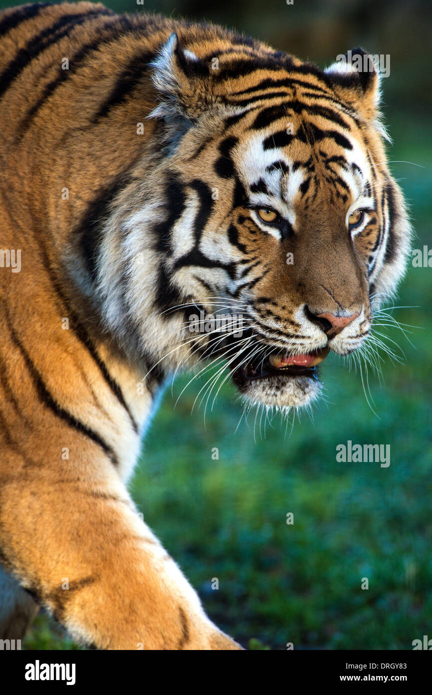 Siberian Tiger Stock Photo - Alamy
