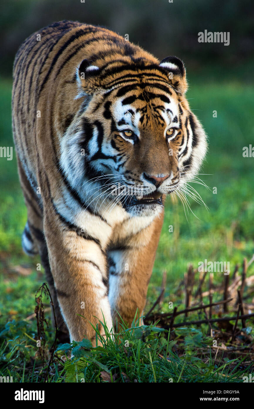 Siberian amur hi-res stock photography and images - Alamy