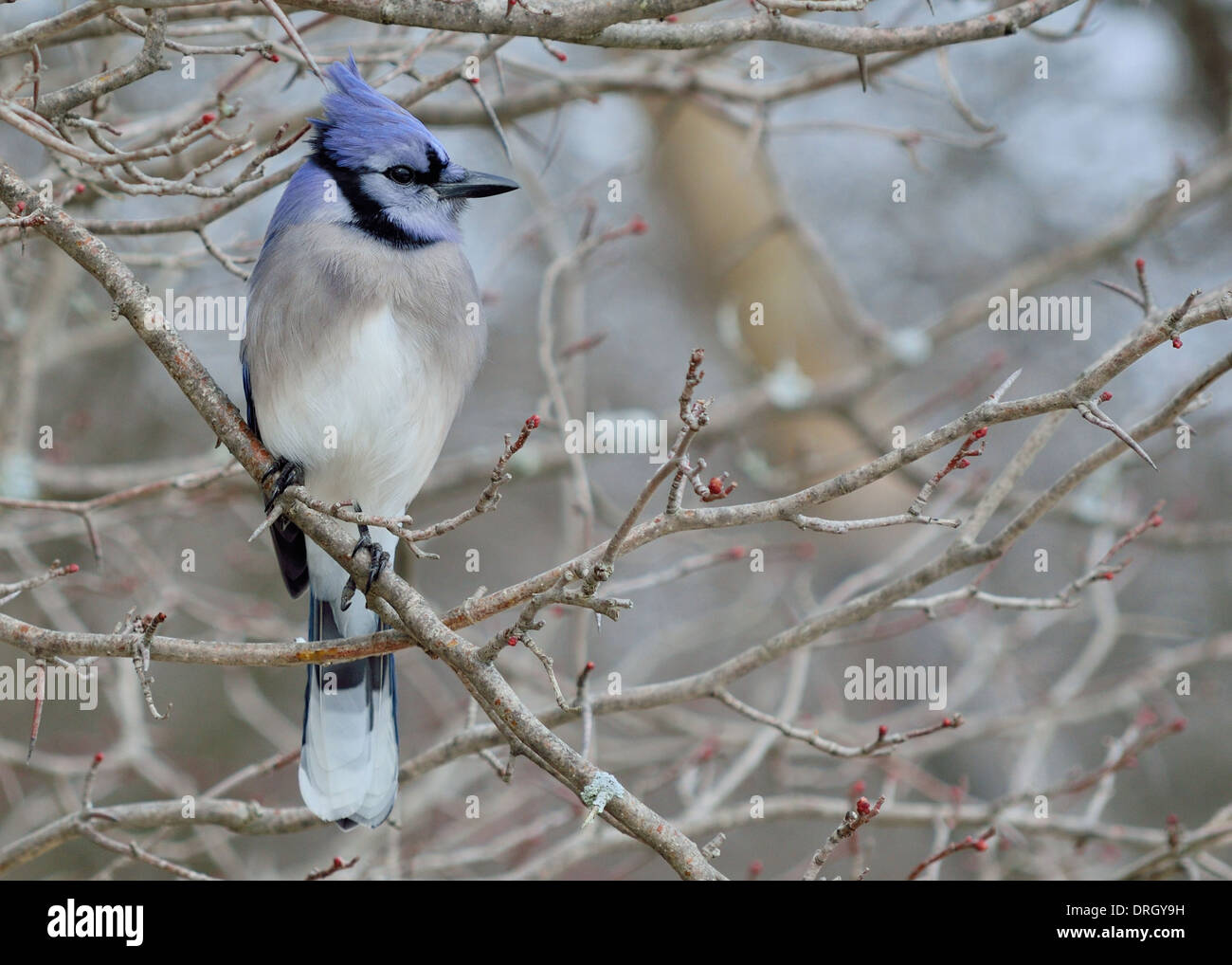 Blue Jay perched on a tree branch. Stock Photo