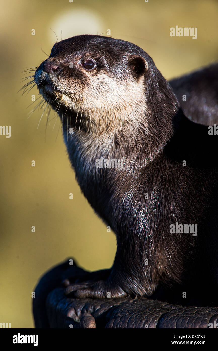 Oriental Small Clawed Otter Stock Photo
