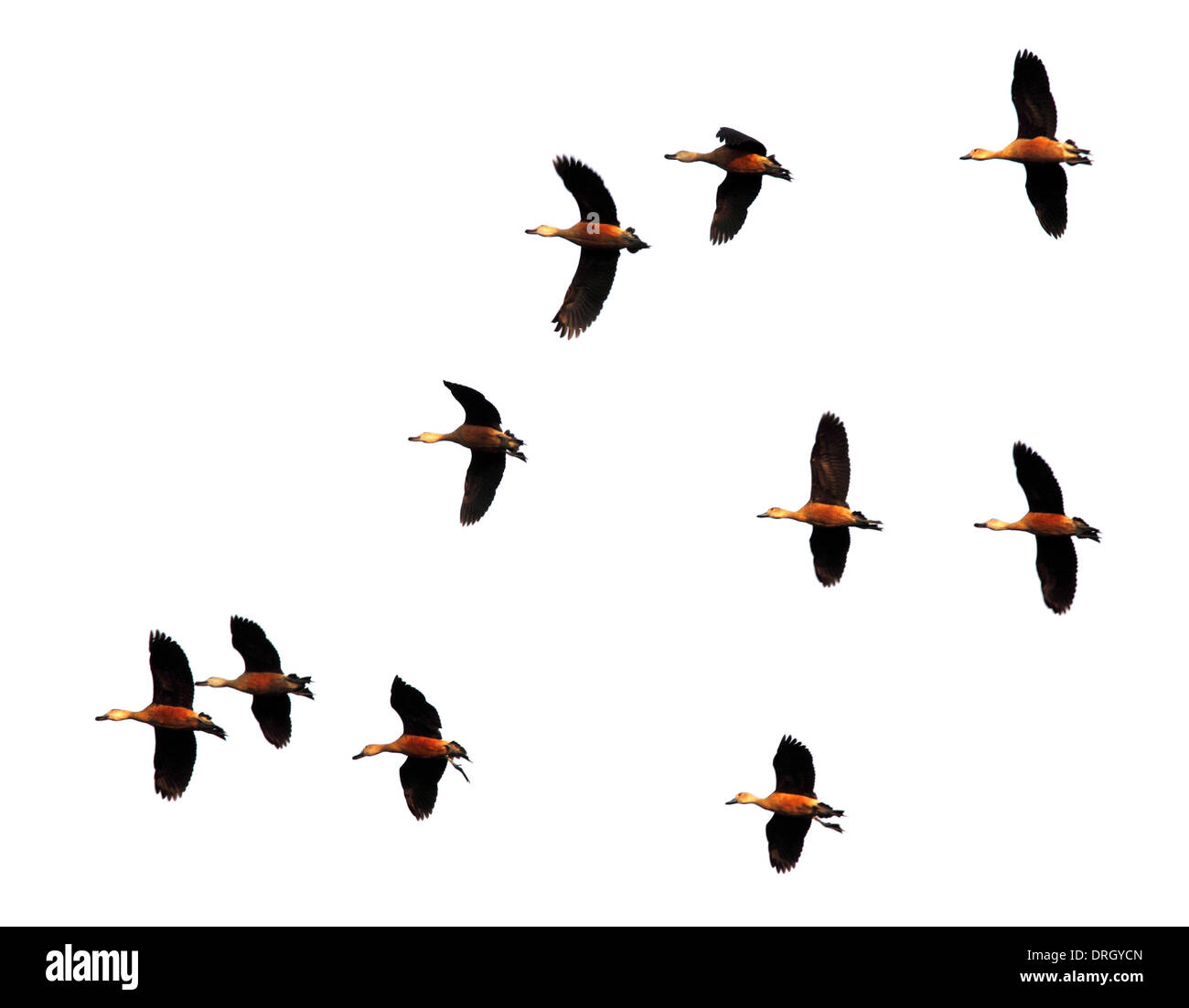 Flight of migratory birds in Bangladesh Stock Photo