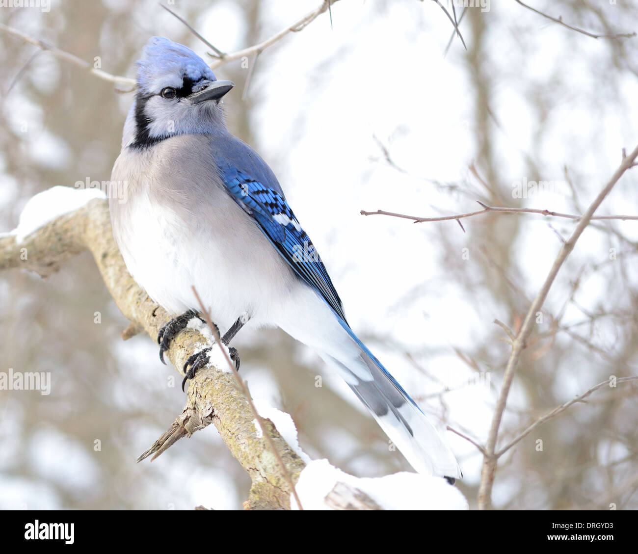 Blue Jay Tree Blue jay tree hi-res stock photography and images - Alamy