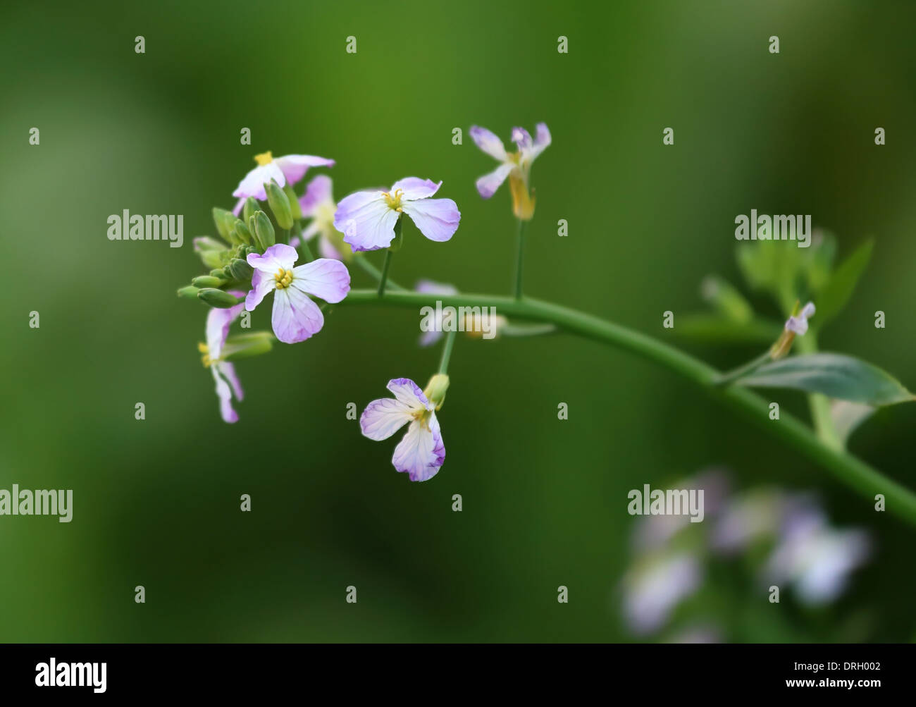 Radish flower hi-res stock photography and images - Alamy